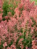 Agastache Guava Lava
