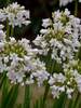 Agapanthus Galaxy White