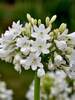 Agapanthus Galaxy White