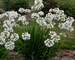 Agapanthus Galaxy White