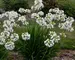 Agapanthus Galaxy White