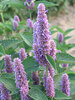 Agastache Honey-Bee-Blue