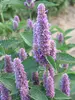 Agastache Honey-Bee-Blue