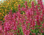 Agastache Heat-Wave