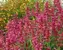 Agastache Heat-Wave