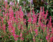 Agastache Heat-Wave