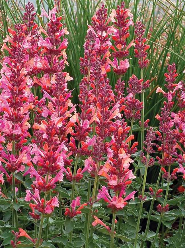 Agastache Kudos Ambrosia