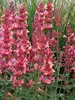 Agastache Kudos Ambrosia