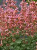 Agastache Kudos Ambrosia