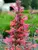 Agastache Kudos Coral