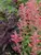 Agastache Kudos Coral