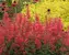 Agastache Kudos Coral