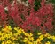 Agastache Kudos Coral