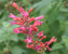 Agastache Kudos Coral