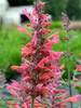 Agastache Kudos Coral