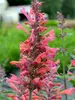 Agastache Kudos Coral