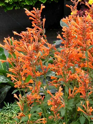 Link to Agastache Kudos&#153; Mandarin
