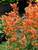 Agastache Kudos Mandarin