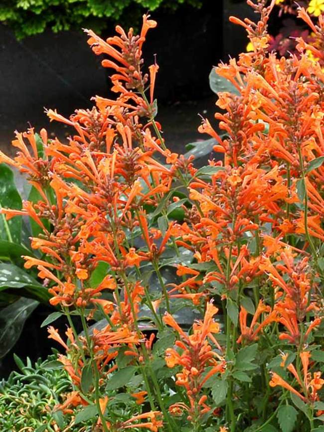 Agastache Kudos Mandarin