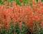 Agastache Kudos Mandarin