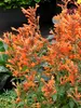 Agastache Kudos Mandarin