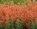 Agastache Kudos Mandarin