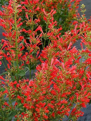 Link to Agastache Kudos&#153; Red