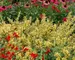 Agastache Kudos Yellow