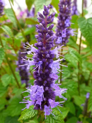 Link to Agastache Little Adder