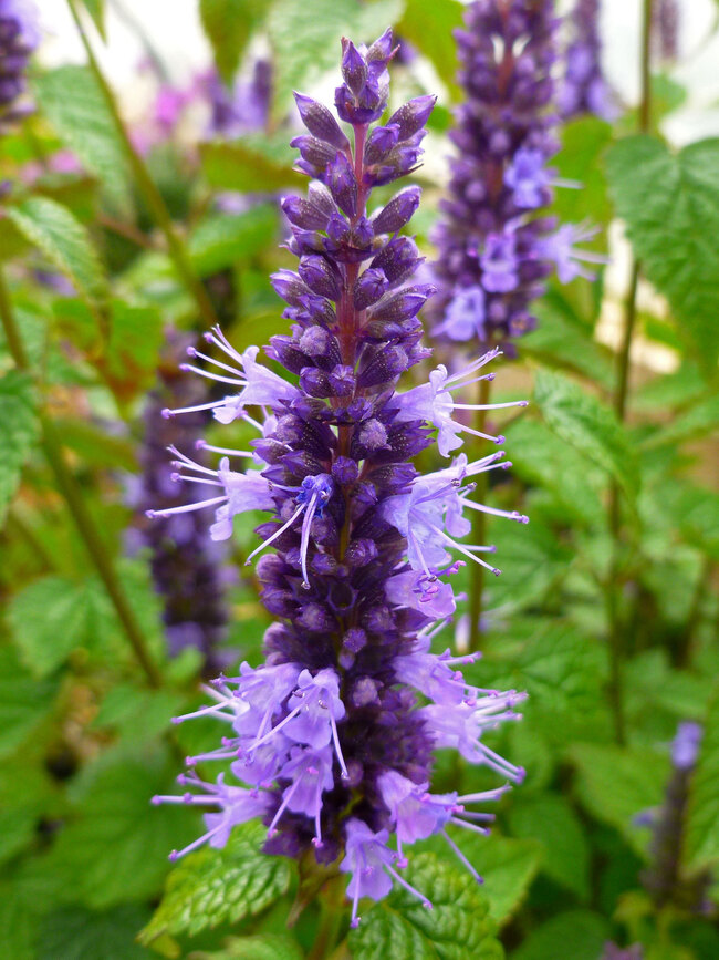 Agastache Little Adder