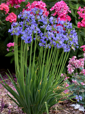 Photo of AGAPANTHUS LITTLE GALAXY*