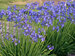 Agapanthus Little Galaxy