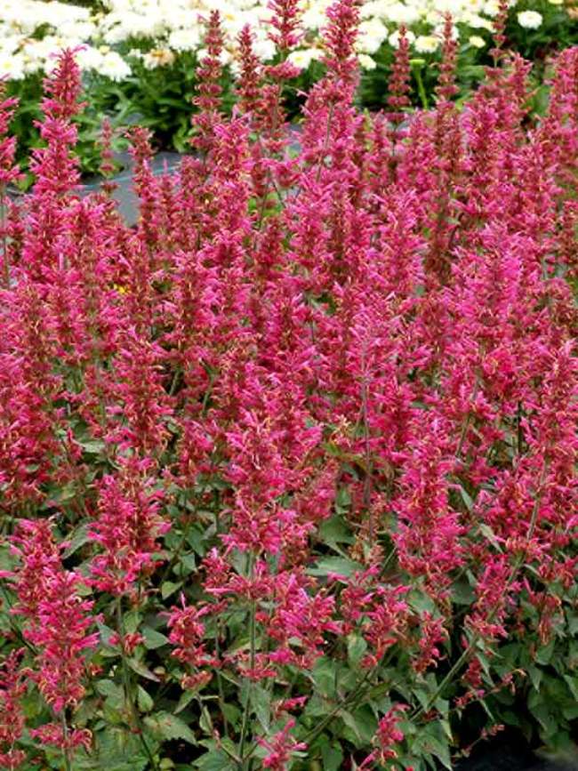 Agastache Morello