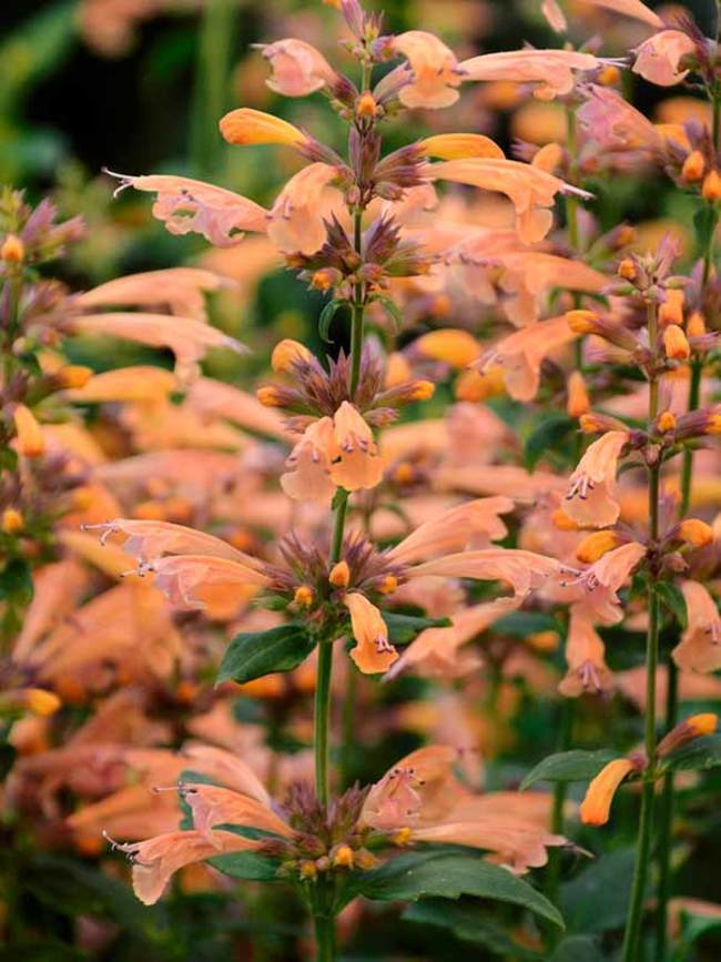 Agastache Mango Tango