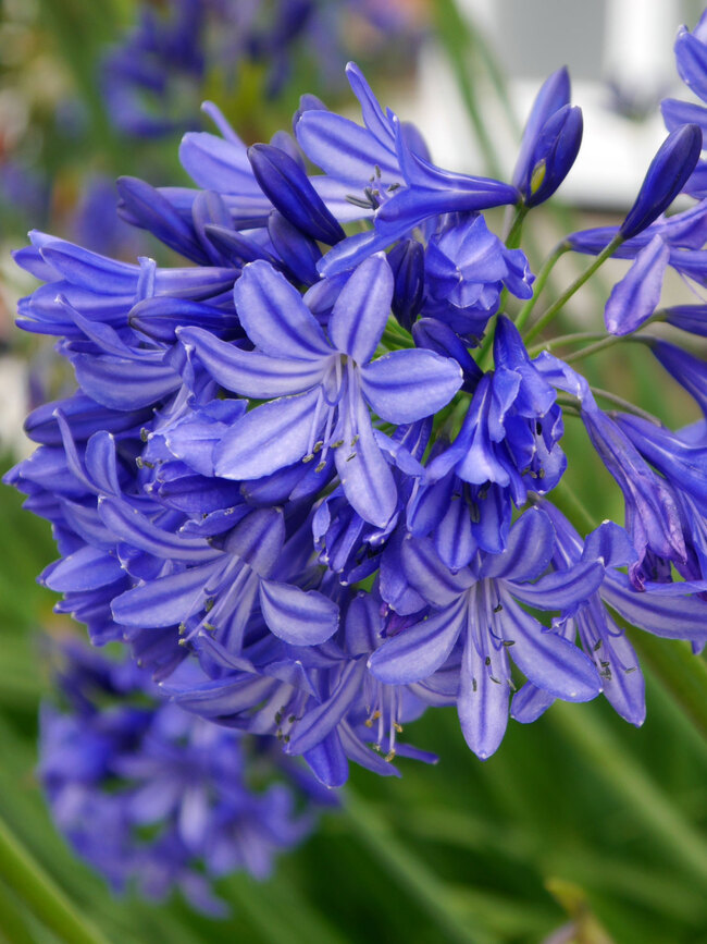 Agapanthus Northern Star Bluestone Perennials