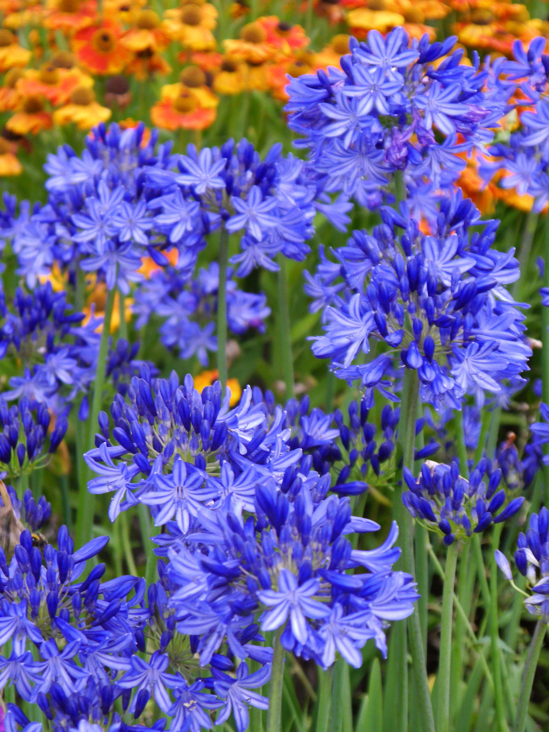 Agapanthus Northern Star | Bluestone Perennials