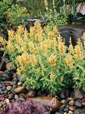 Photo of Agastache Poquito  Butter Yellow