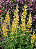 Agastache Poquito Butter Yellow | Bluestone Perennials