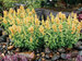 Agastache Poquito Butter Yellow