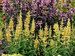 Agastache Poquito Butter Yellow