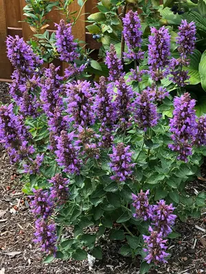 Link to Agastache Poquito&reg; Dark Blue