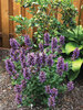 Agastache Poquito Dark Blue