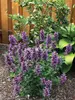 Agastache Poquito Dark Blue