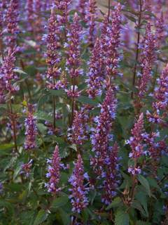 Agastache