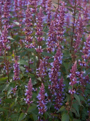 Link to Agastache Purple Haze