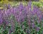 Agastache Purple Haze