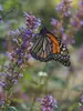 Agastache Purple Haze