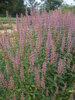 Agastache Purple Haze