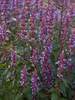 Agastache Purple Haze