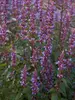Agastache Purple Haze